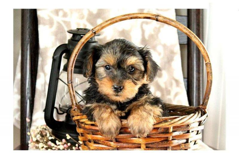 Small Male Yorkie Puppy available Image eClassifieds4u
