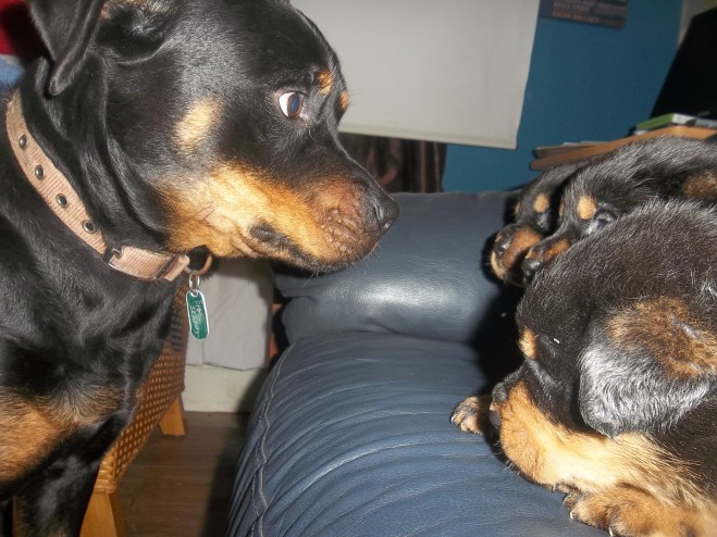 Smart and Healthy German Rottweiler Pups For Your protection Image eClassifieds4u