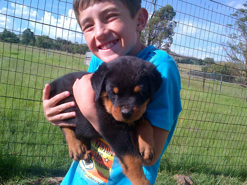 Smart and Healthy German Rottweiler Pups For Your protection Image eClassifieds4u