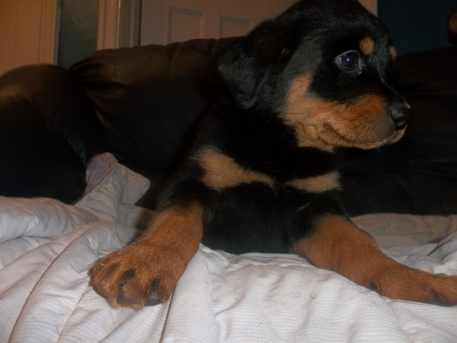 Smart and Healthy German Rottweiler Pups For Your protection Image eClassifieds4u