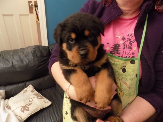 Black/Tan Rottweiler Puppies Quality litter of girls and boys Image eClassifieds4u