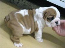 **English***Bulldogs**Puppies***For***Re-Homing send me sms at 484 816-4272