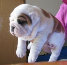 English Bulldog Puppies for Adoption send me sms at 484 816-4272