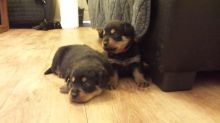 Pedigree Rottweiler Puppies For Sale