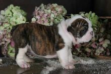 Full AKC reg Bulldogs for adoption send me sms at 484 816-4272 Image eClassifieds4U