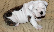 English Bulldog Puppies for re-homing send me sms at 484 816-4272 Image eClassifieds4U
