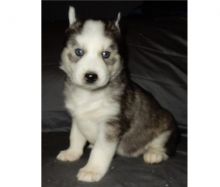 Two High Quality Siberian Husky Puppies Available