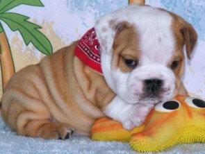English bulldog puppies Image eClassifieds4u