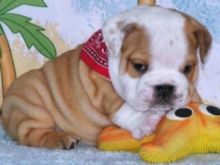 English bulldog puppies