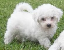 CKC Registered Bicon Frise Puppies for rehoming