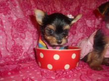Beautiful teacup Yorkie puppy