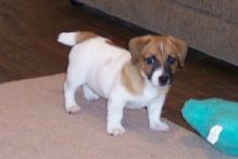 CKC registered Jack Russell Puppies