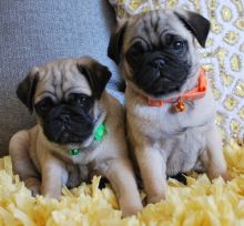 Cute pug puppies.