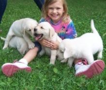 Male and female Labrador Puppies.
