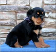 Male and female Rottweiler Puppies