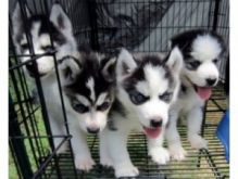 Male and female Siberian Husky puppies