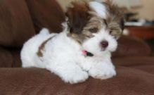 Outstanding Havanese puppies for adoption.