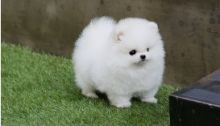 Pomeranian Puppies for adoption.