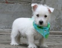 West highland white terrier puppies.