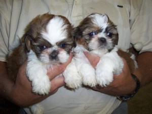 Beautiful Shih Tzu Puppies Image eClassifieds4u