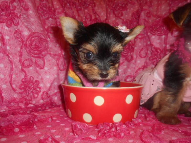 Beautiful teacup Yorkie puppy Image eClassifieds4u