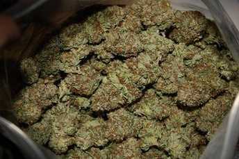 Grade A+++ Strains for sale Jack Herer, Sour Diesel, AK-47 Image eClassifieds4u