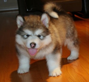 healthy Alaskan Malamute puppies Image eClassifieds4u