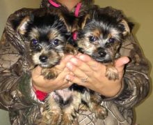 Two Adorable Yorkie puppies Image eClassifieds4U