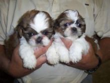 Beautiful Shih Tzu Puppies Image eClassifieds4U
