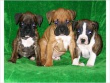 CKC Boxer Puppies For Adoption Image eClassifieds4U