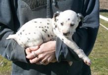 Dalmatian Puppies for Adoption Image eClassifieds4U