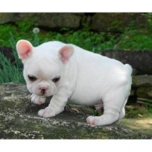French Bulldog Puppies Image eClassifieds4U