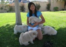 Healthy male and female Chow Chow Puppies. Image eClassifieds4U