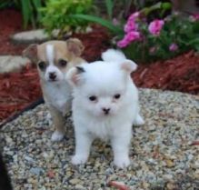 Home Raise Chihuahua puppies Image eClassifieds4u 2