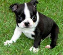 Male and female Boston Terrier puppies for adoption Image eClassifieds4U