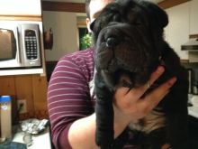 Shar pei Image eClassifieds4u 2