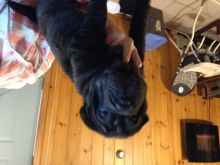 Shar pei Image eClassifieds4u 4