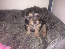 Yorkshire terrier cross puppy last one! (559)-425-3341 Image eClassifieds4u 3