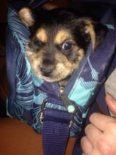 Yorkshire terrier cross puppy last one! (559)-425-3341 Image eClassifieds4u 4