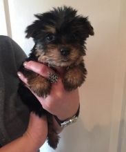 Yorkshire Terrier Puppies For Sale (559)-425-3341 Image eClassifieds4u 3