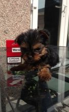 Yorkshire Terrier Puppies For Sale (559)-425-3341 Image eClassifieds4u 2