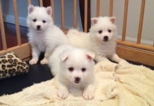 Male and female American Eskimo Puppies. Image eClassifieds4u