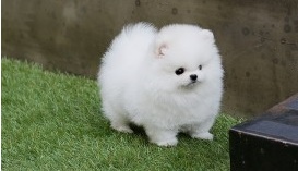 Pomeranian Puppies for adoption. Image eClassifieds4u