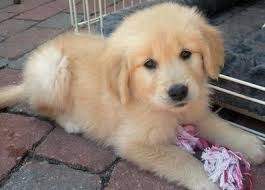 Purebred Golden Retriever Puppies Image eClassifieds4u