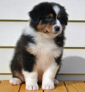 Sociable Australian Shepherd Puppies. Image eClassifieds4u