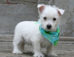 West highland white terrier puppies. Image eClassifieds4u