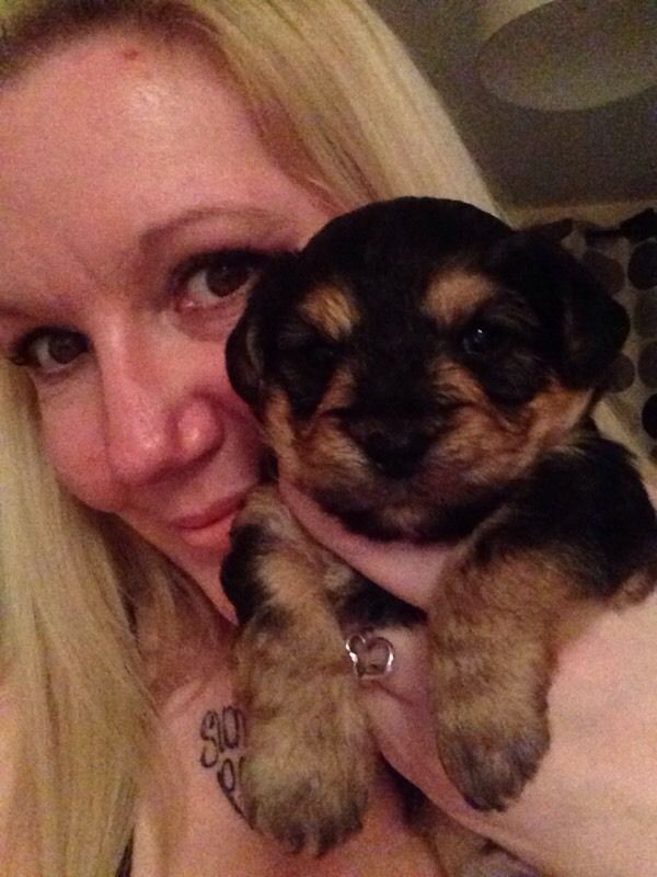 Yorkshire terrier cross puppy last one! (559)-425-3341 Image eClassifieds4u
