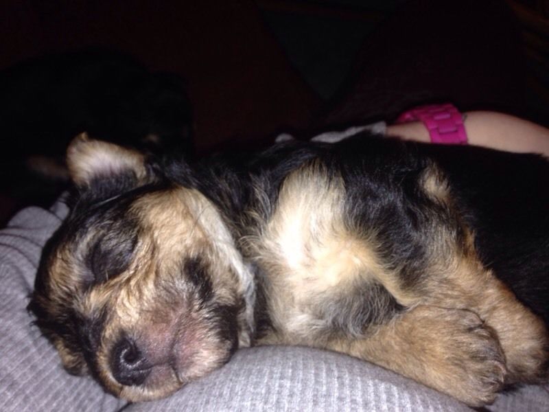 Yorkshire terrier cross puppy last one! (559)-425-3341 Image eClassifieds4u