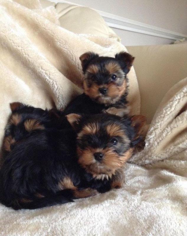 yorkshire terrier pups available and ready to go (818)-473-5206 Image eClassifieds4u