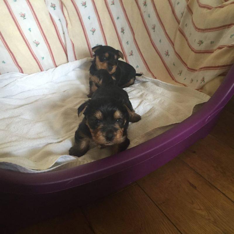 yorkshire terrier pups available and ready to go (818)-473-5206 Image eClassifieds4u
